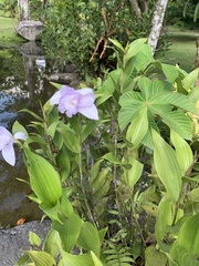 Sobralia warszewiczii image