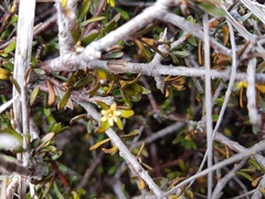 Pittosporum anomalum