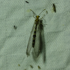 Megistopus flavicornis