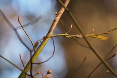 Lindera umbellata