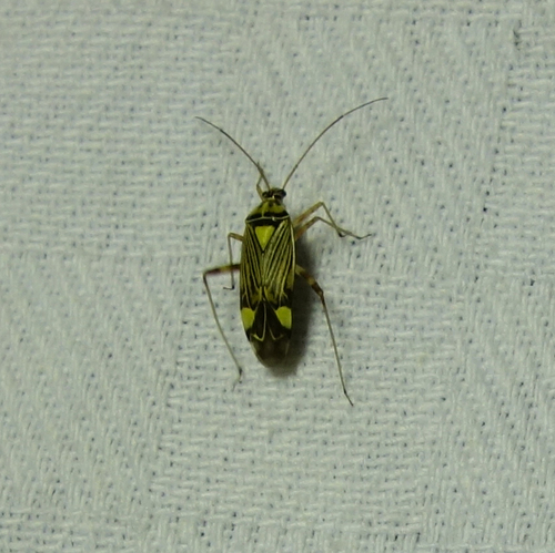 Photo of Striped Oak Bug (Rhabdomiris striatellus)