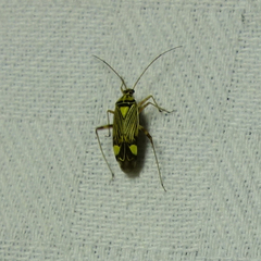 Rhabdomiris striatellus