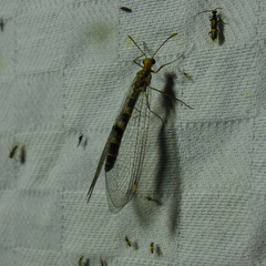 Megistopus flavicornis