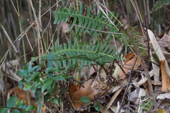 Struthiopteris niponica