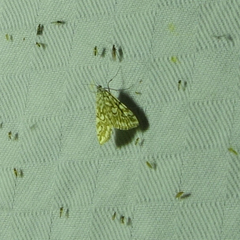 Elophila nymphaeata