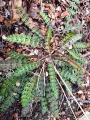 Anisotome aromatica aromatica