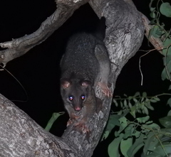 Trichosurus vulpecula