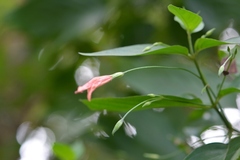 Dicliptera sciadephora