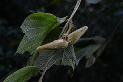 Prestonia mexicana