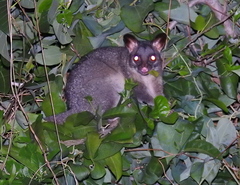 Trichosurus vulpecula