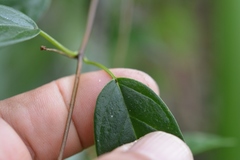 Ruehssia sumiderensis