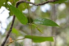 Ruehssia sumiderensis