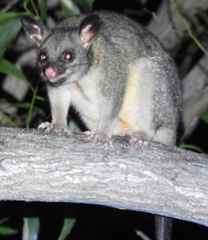 Trichosurus vulpecula