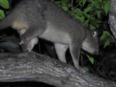 Trichosurus vulpecula
