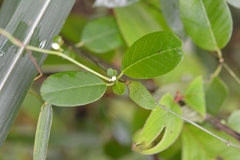 Metastelma schlechtendalii