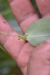 Metastelma schlechtendalii