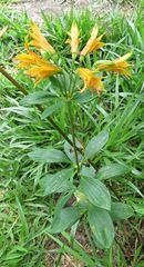 Alstroemeria ochracea