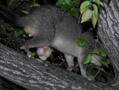 Trichosurus vulpecula