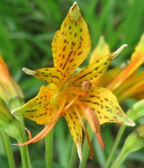 Alstroemeria ochracea