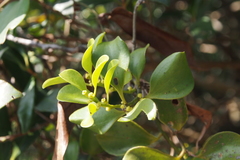 Dendrotrophe varians