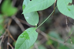 Metastelma schlechtendalii