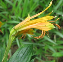 Alstroemeria ochracea