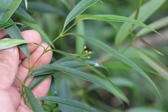 Thenardia chiapensis