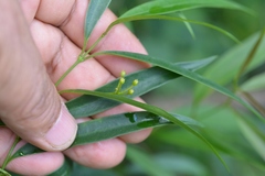 Thenardia chiapensis