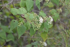 Ageratina pichinchensis
