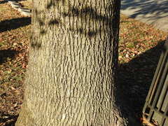 Tilia