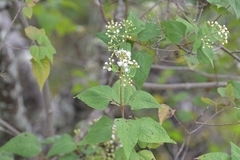 Ageratina pichinchensis