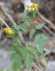 Bidens reptans