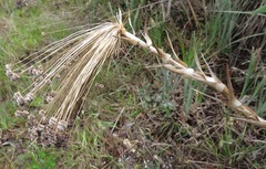 Paepalanthus