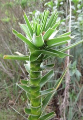 Paepalanthus