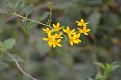 Electranthera mutica