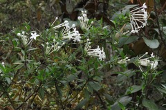 Hindsia longiflora longiflora