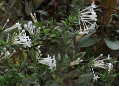 Hindsia longiflora longiflora