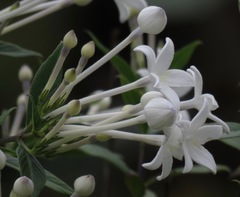 Hindsia longiflora longiflora