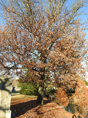 Carya tomentosa