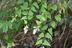 Koanophyllon ravenii