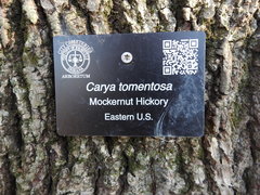 Carya tomentosa