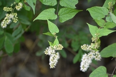 Koanophyllon ravenii