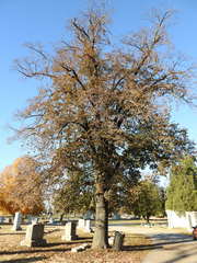Tilia