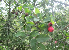 Malacomeles denticulata