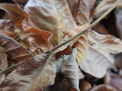 Carya tomentosa