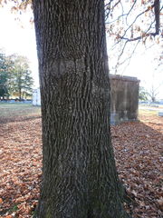 Carya tomentosa