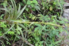 Tillandsia belloensis