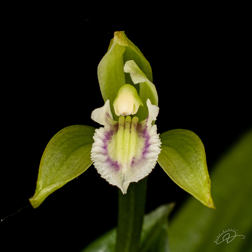 Psilochilus