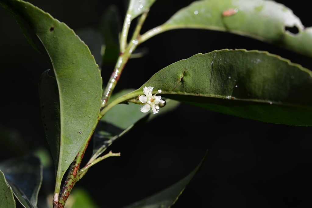 Maytenus chiapensis