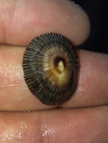 Western Atlantic Striped False Limpet
